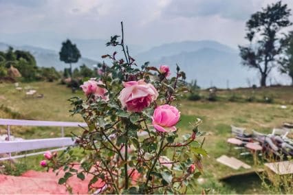 Kings Paradise Resort